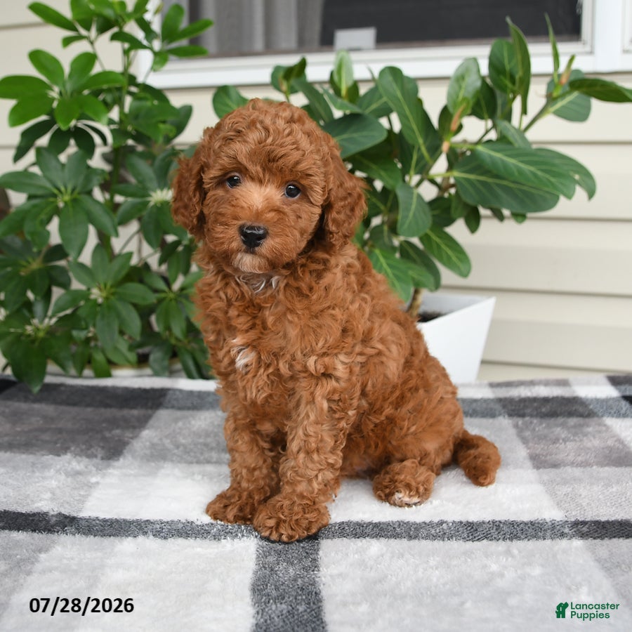 Miniature Poodle dogs Wyatt - Ad 1