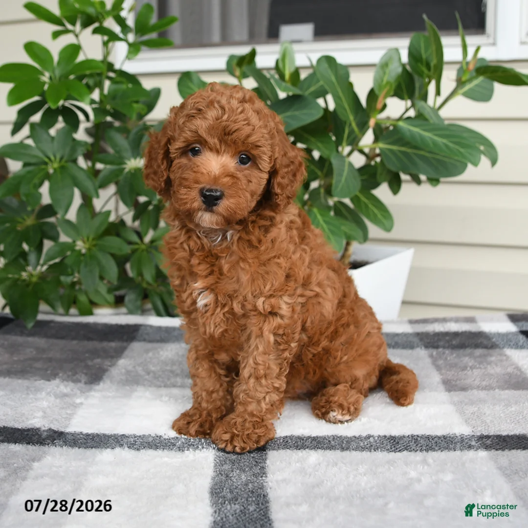 Miniature Poodle dogs for sale: Wyatt - Ad 1