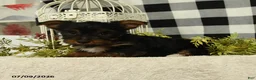 Yorkshire Terrier dogs for sale: Abby - Ad 3