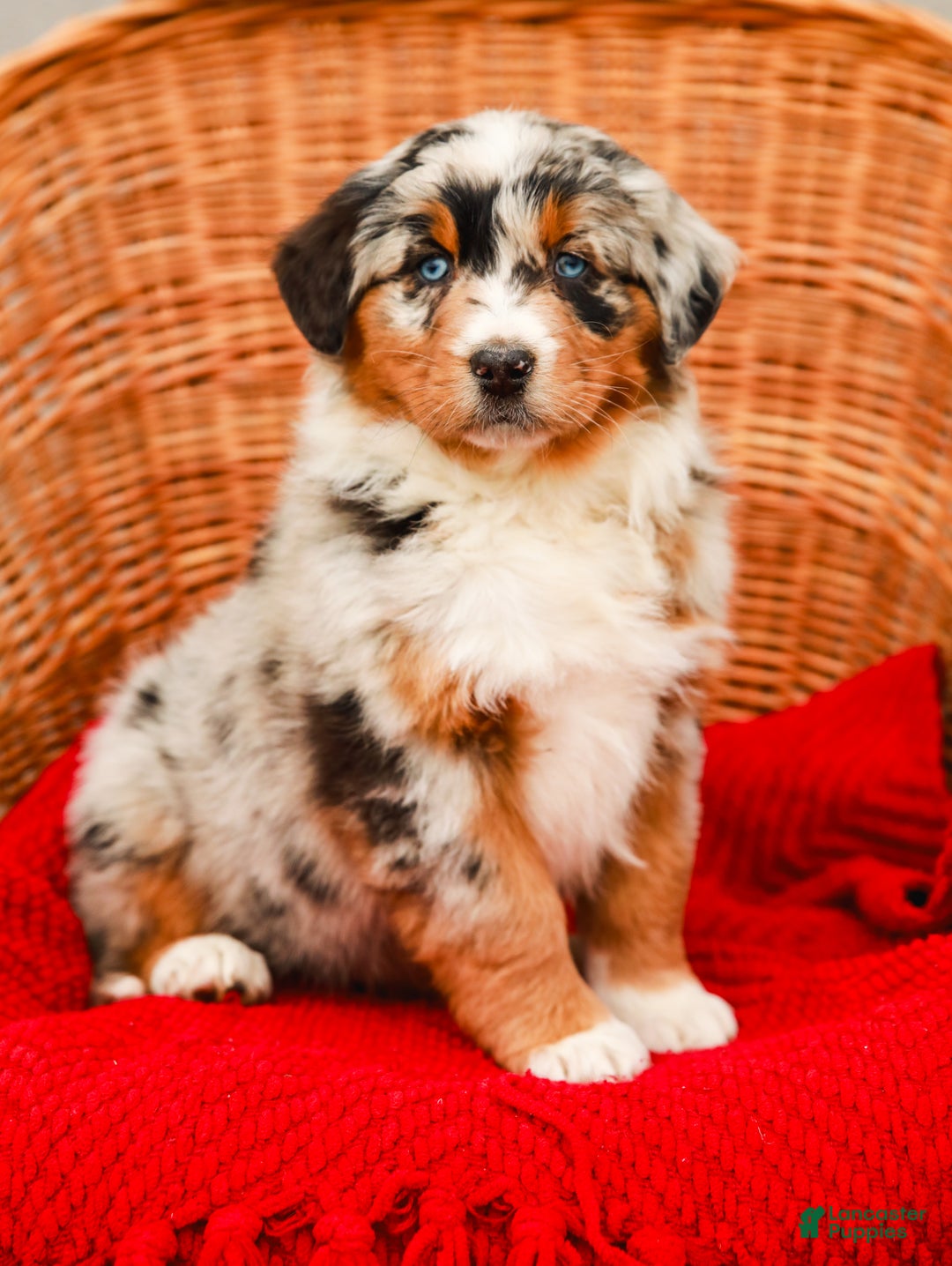 Aussiedoodle dogs for sale: Shadow Standard - Ad 1