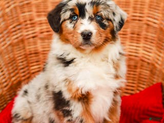 Aussiedoodle dogs Shadow Standard - Ad 3