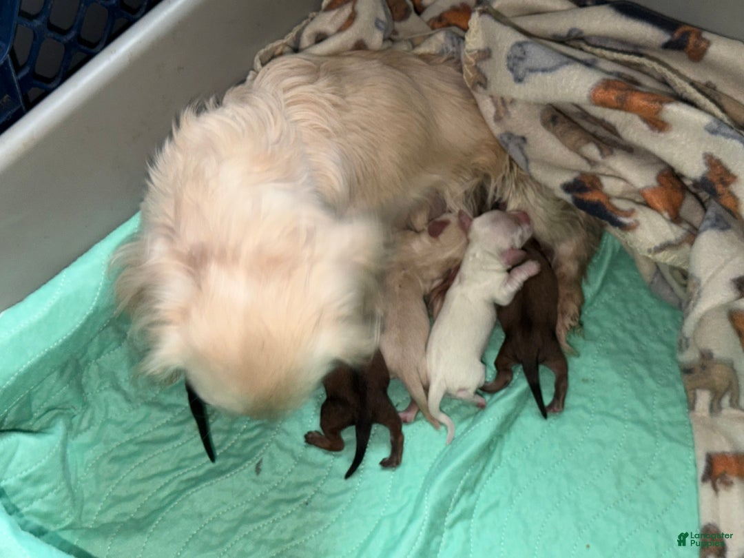 Miniature Dachshund dogs for sale: ee cream - Ad 5