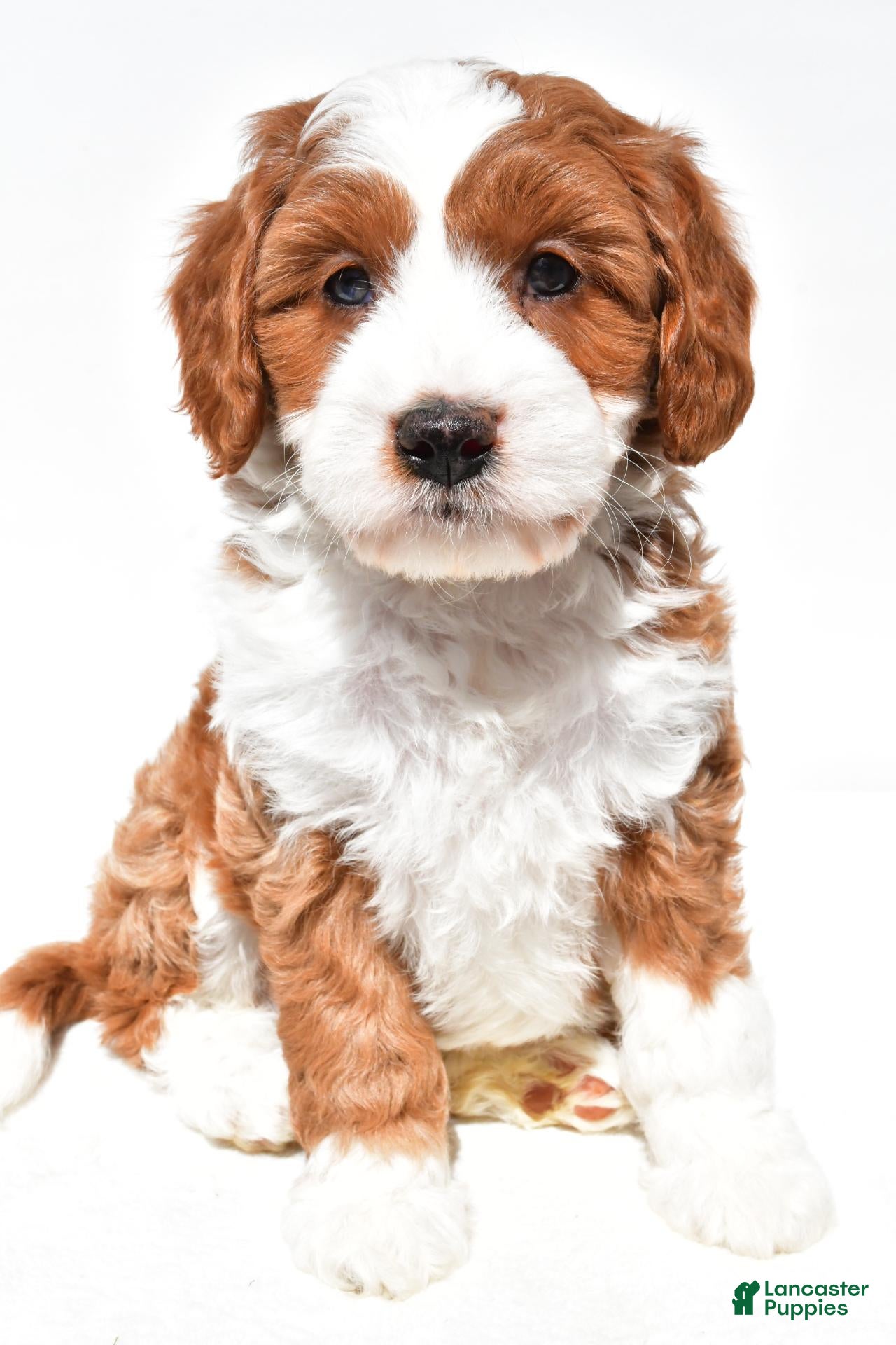 Mini Goldendoodle dogs Harper - Ad 2