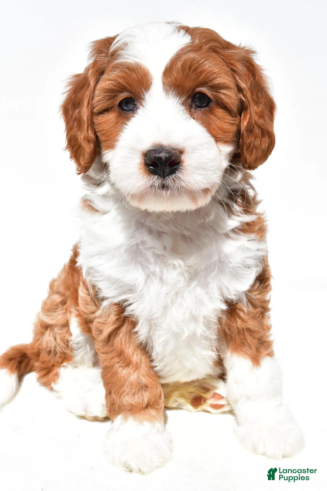 Mini Goldendoodle dogs for sale: Harper - Ad 2