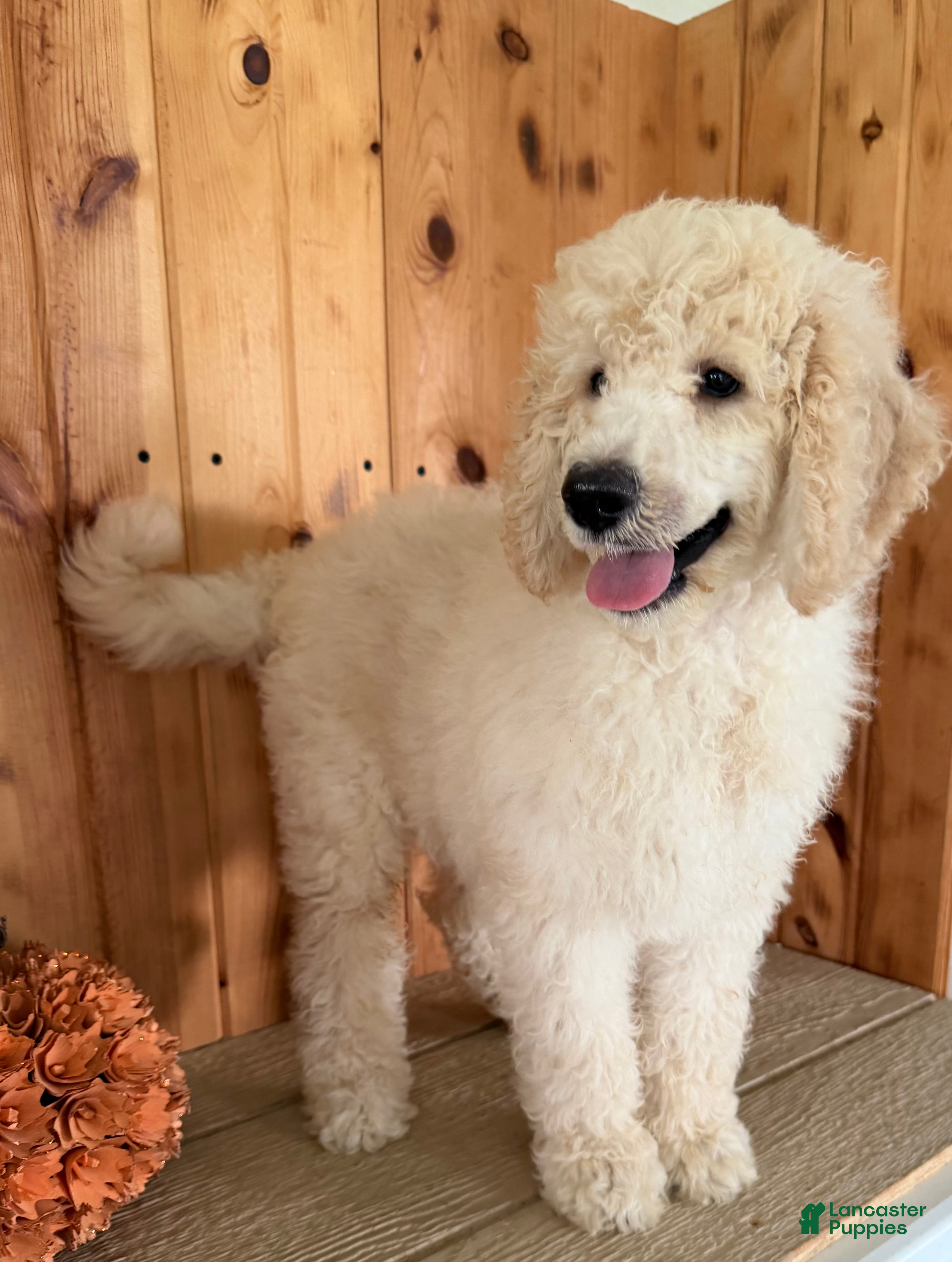 Standard Poodle dogs Midas  - Ad 2