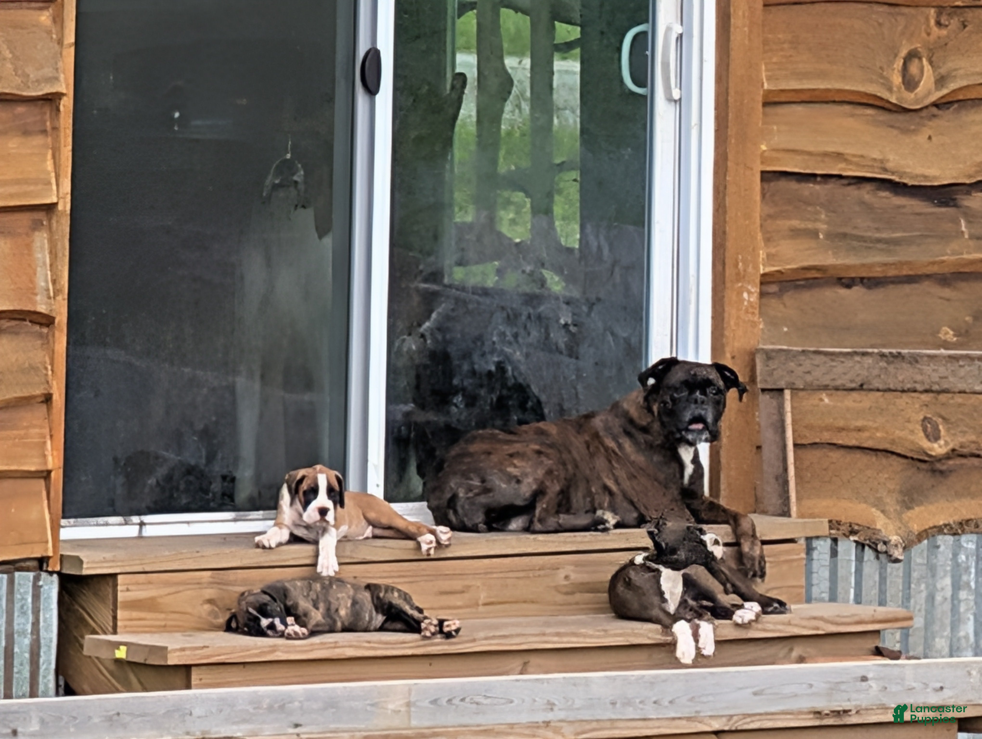 Boxer dogs Rocket - Ad 2