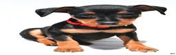 Miniature Pinscher dogs for sale: Bennett - Ad 3