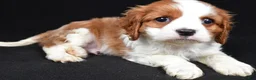 Cavalier King Charles Spaniel dogs for sale: Benji - Ad 6