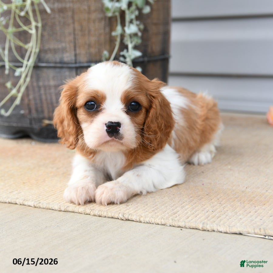 Cavalier King Charles Spaniel dogs Catherine - Ad 2