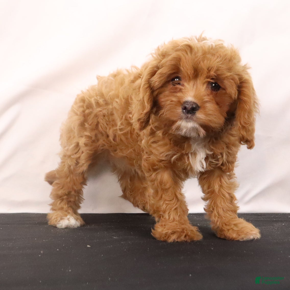 Cavapoo dogs Liz - Ad 1