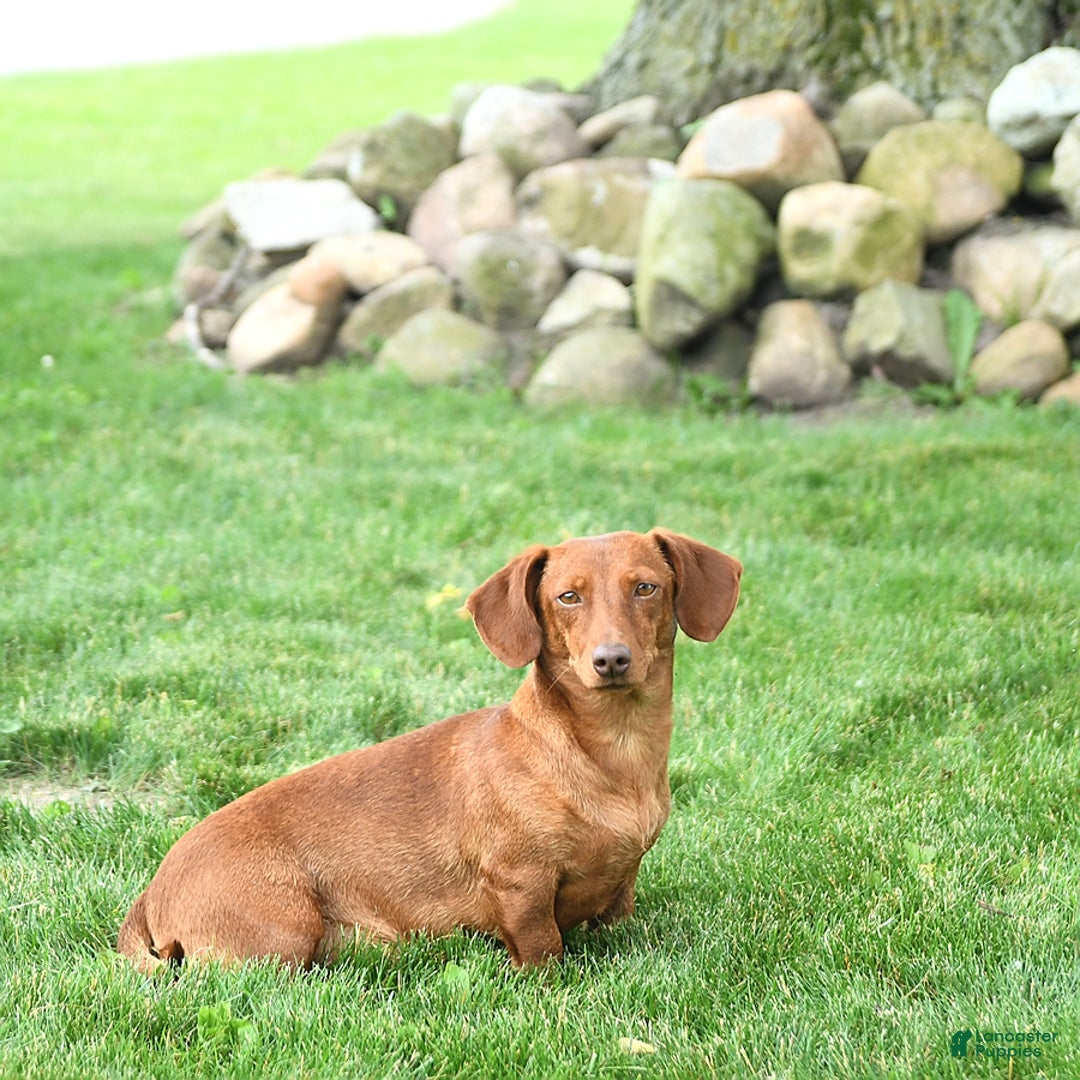 Miniature Dachshund dogs for sale: Beau - Ad 6