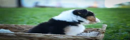 Mixed Breed dogs for sale: Goose🐾 - Ad 18