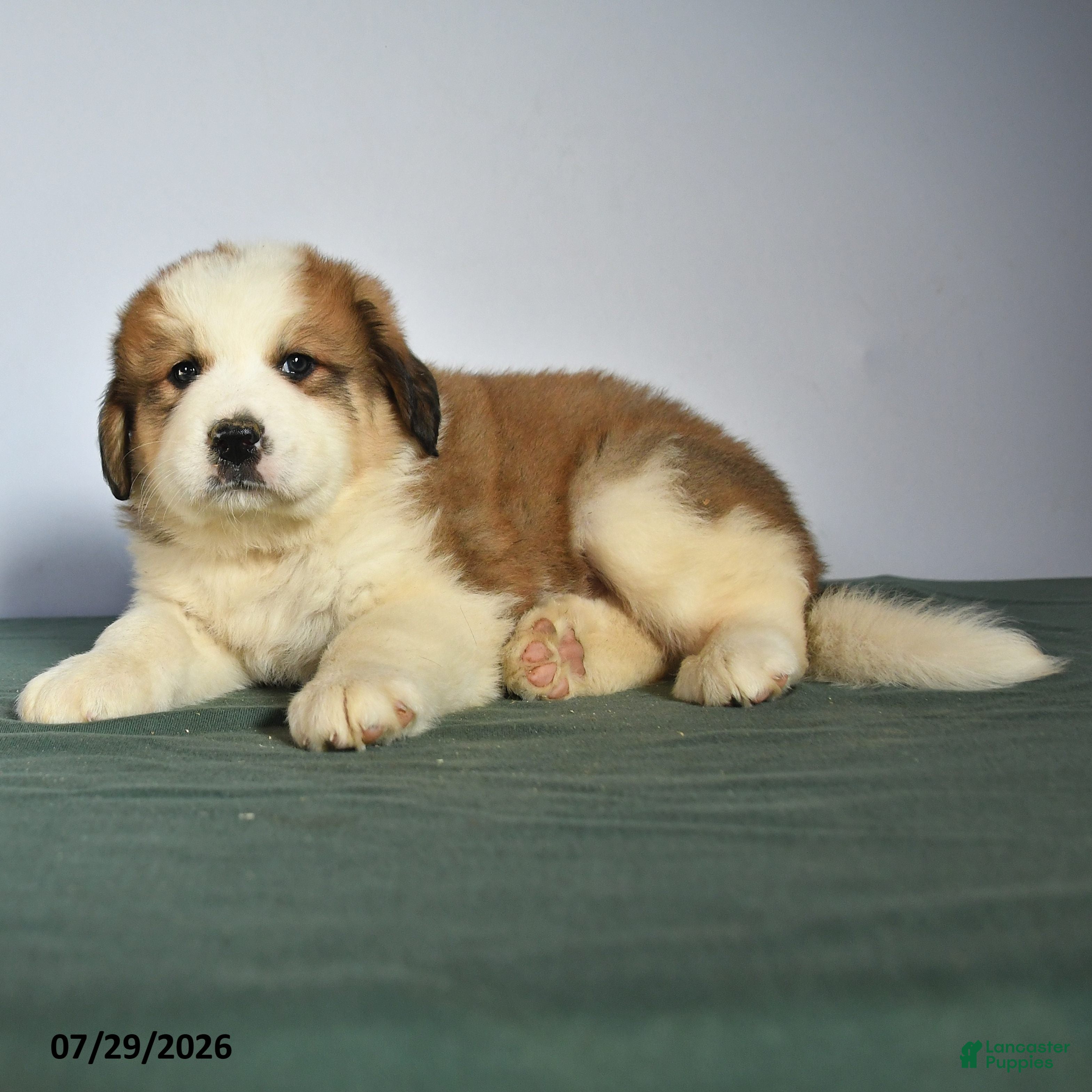 Mixed Breed dogs Charlie - Ad 1
