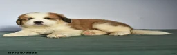 Mixed Breed dogs for sale: Charlie - Ad 1