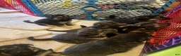 German Shepherd dogs for sale: Luke - Ad 4
