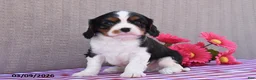 Cavalier King Charles Spaniel dogs for sale: Buddy - Ad 1