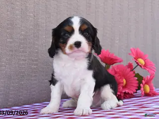 Cavalier King Charles Spaniel dogs for sale: Buddy - Ad 3