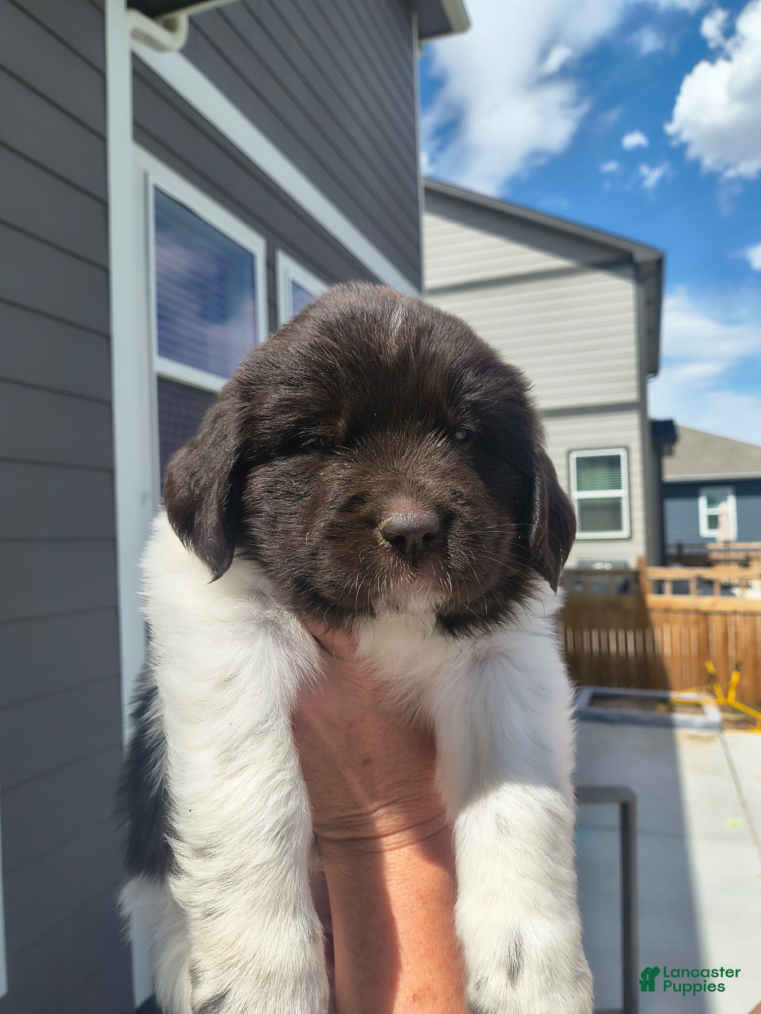 Newfoundland dogs Talia (red collar) - Ad 2