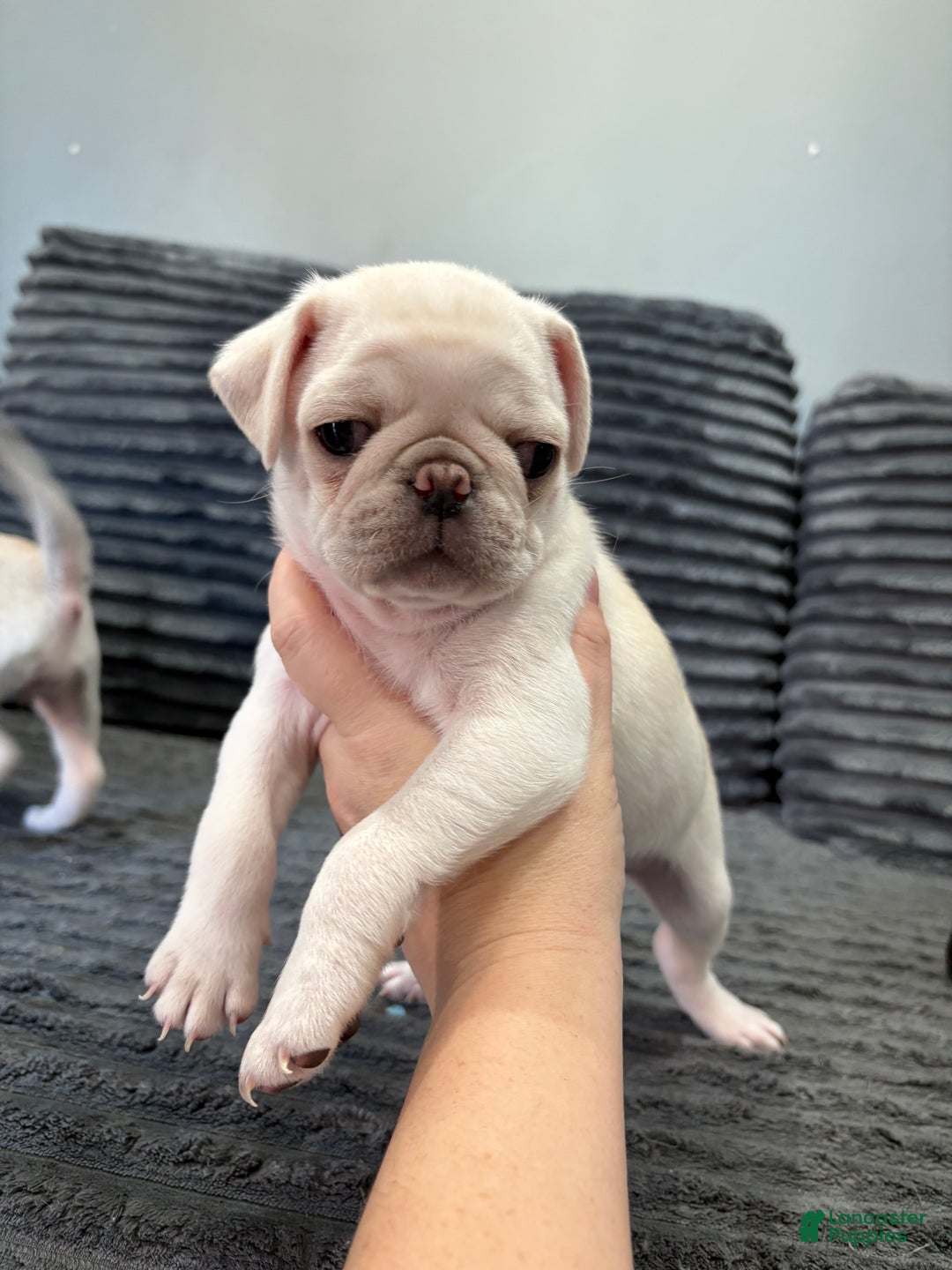 Pug dogs for sale: Pugsywugsy - Ad 3
