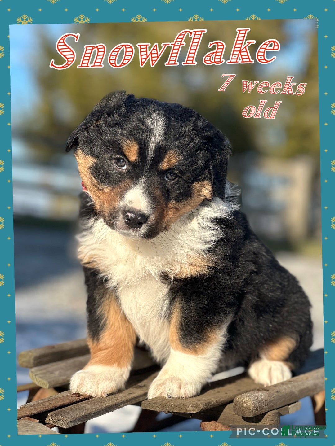 Miniature Australian Shepherd dogs for sale: Snowflake  - Ad 4
