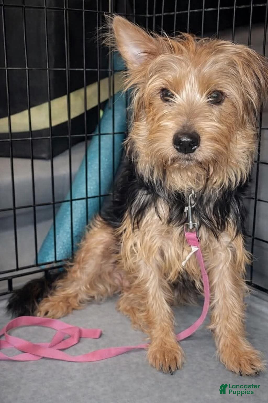 Yorkshire Terrier dogs Yorkshire Terrier Puppy 2 - Ad 17