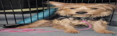 Yorkshire Terrier Puppy 2