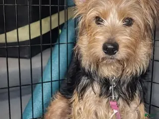 Yorkshire Terrier dogs Yorkshire Terrier Puppy 2 - Ad 17