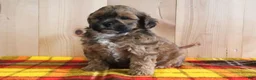 Shihpoo dogs for sale: Dixon - Ad 1