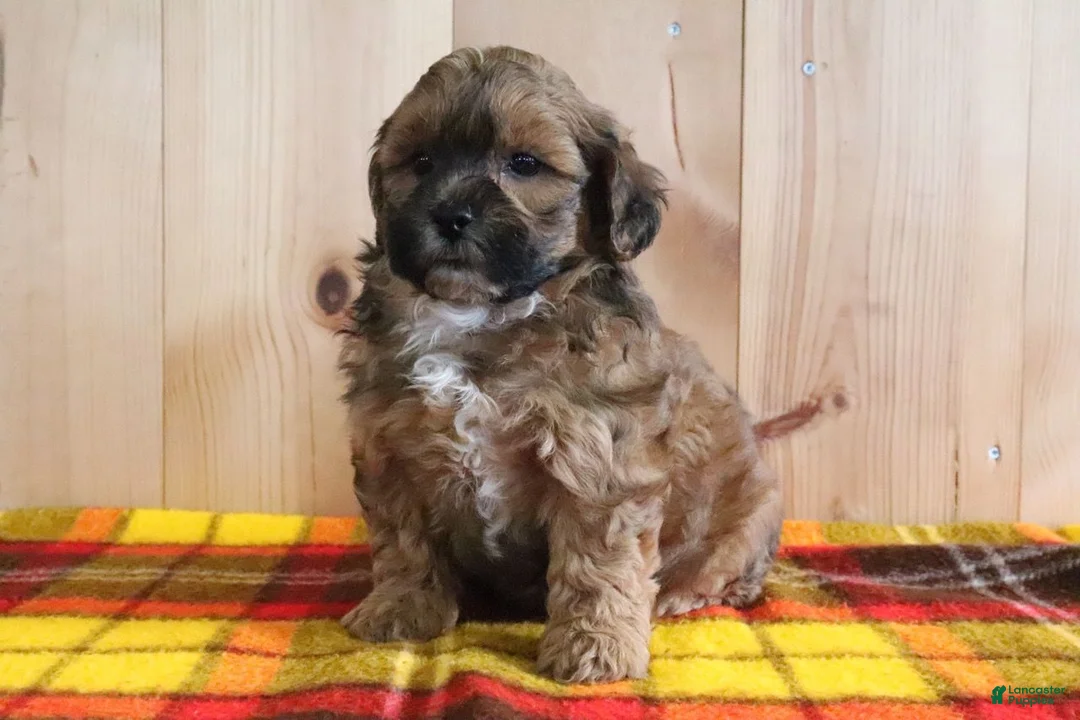 Shihpoo dogs for sale: Dixon - Ad 1