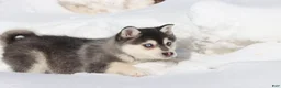 Alaskan Klee Kai dogs for sale: Balto  - Ad 4