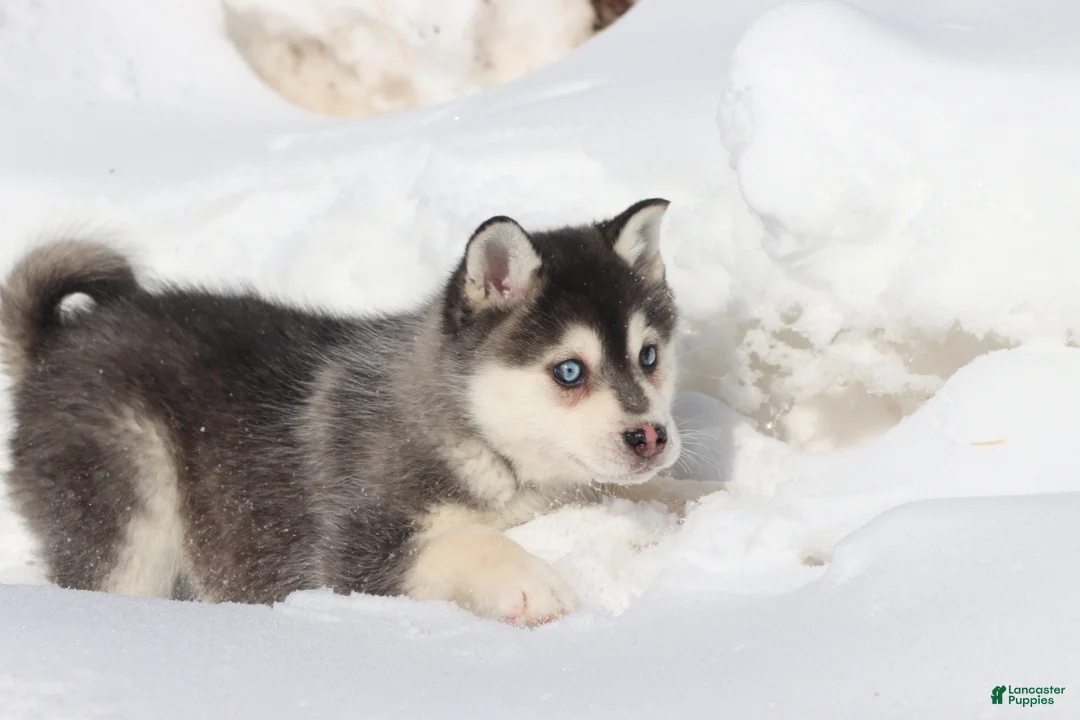 Alaskan Klee Kai dogs for sale: Balto  - Ad 4