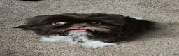 Shih Tzu dogs for sale: Shih Tzu Puppy 2 - Ad 2