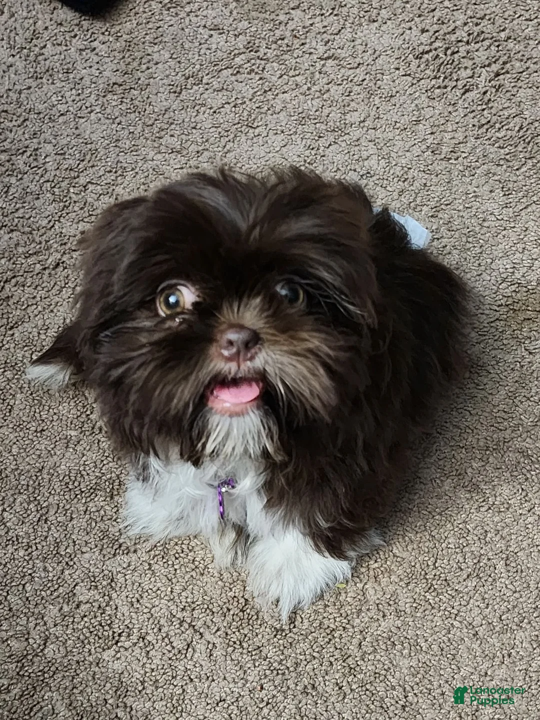 Shih Tzu dogs for sale: Shih Tzu Puppy 2 - Ad 2