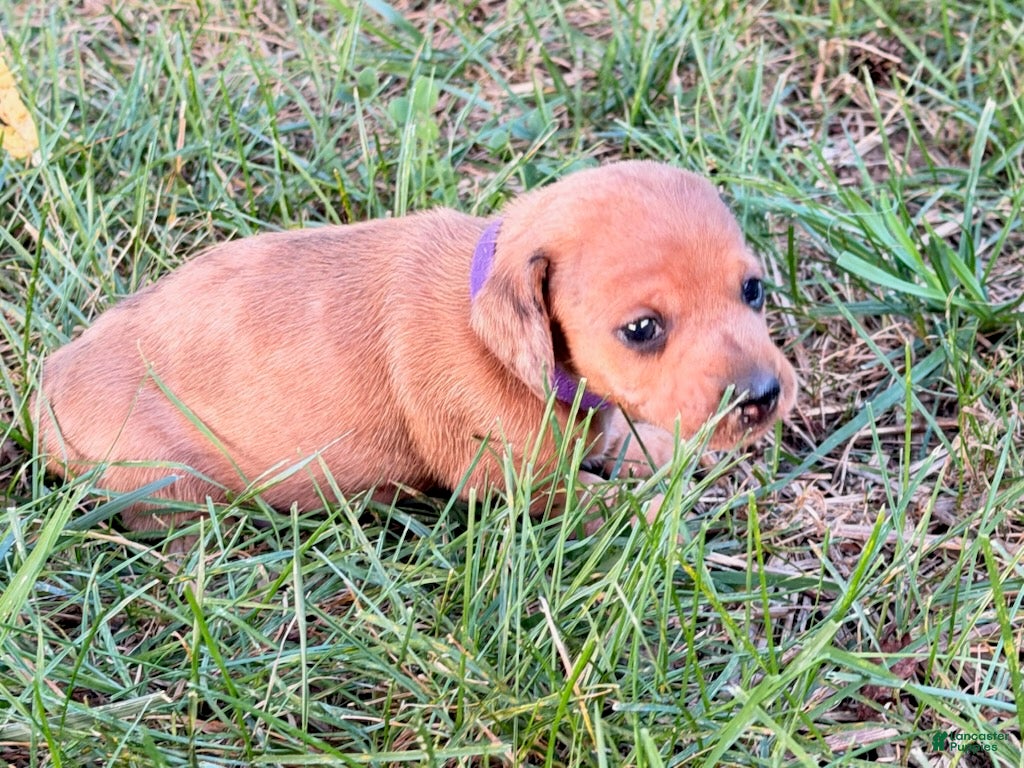 Miniature Dachshund dogs Girl 1 - Ad 1