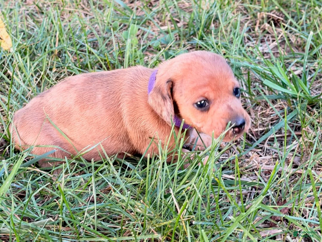 Miniature Dachshund dogs for sale: Girl 1 - Ad 1