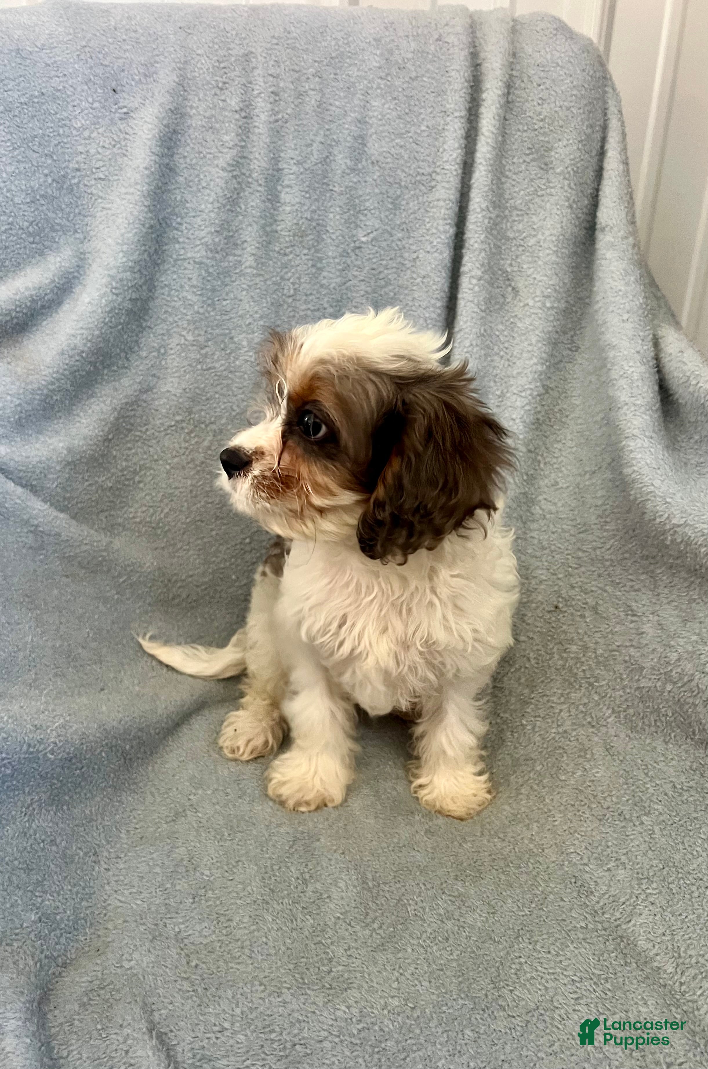 Cavapoo dogs Poppy Ray-Boy-Cavapoo  - Ad 2