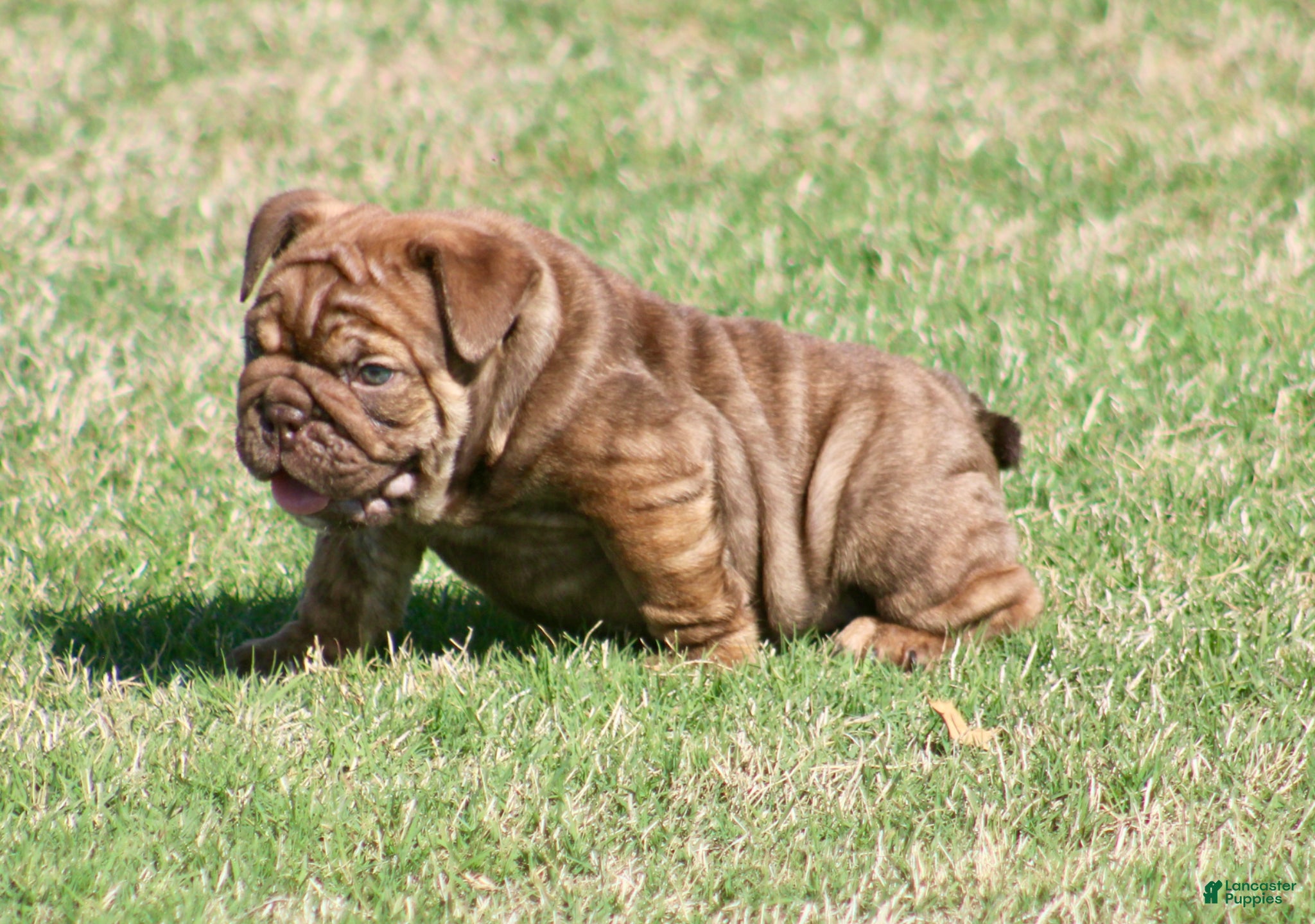 English Bulldog dogs English Bulldog Puppy  - Ad 2