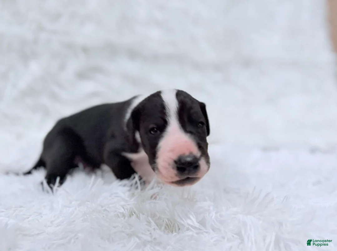 Great Dane dogs for sale: Ronald Weasley - Ad 9