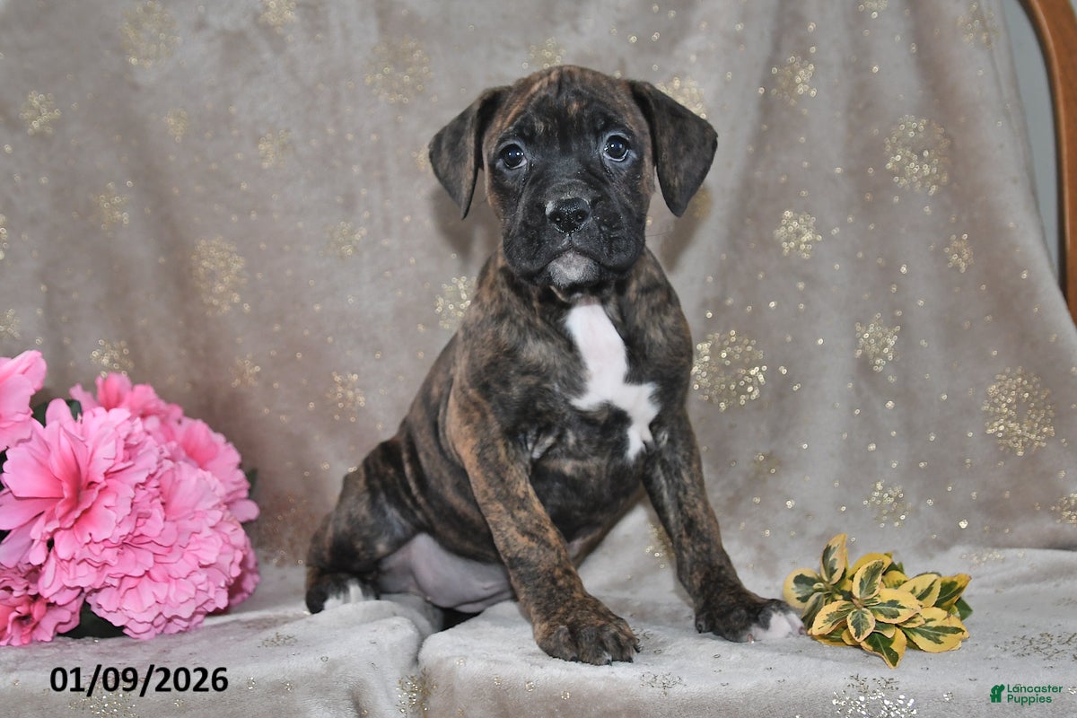 Boxer dogs Bella - Ad 15