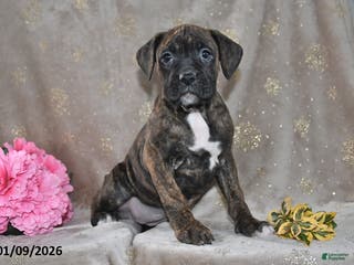 Boxer dogs Bella - Ad 10