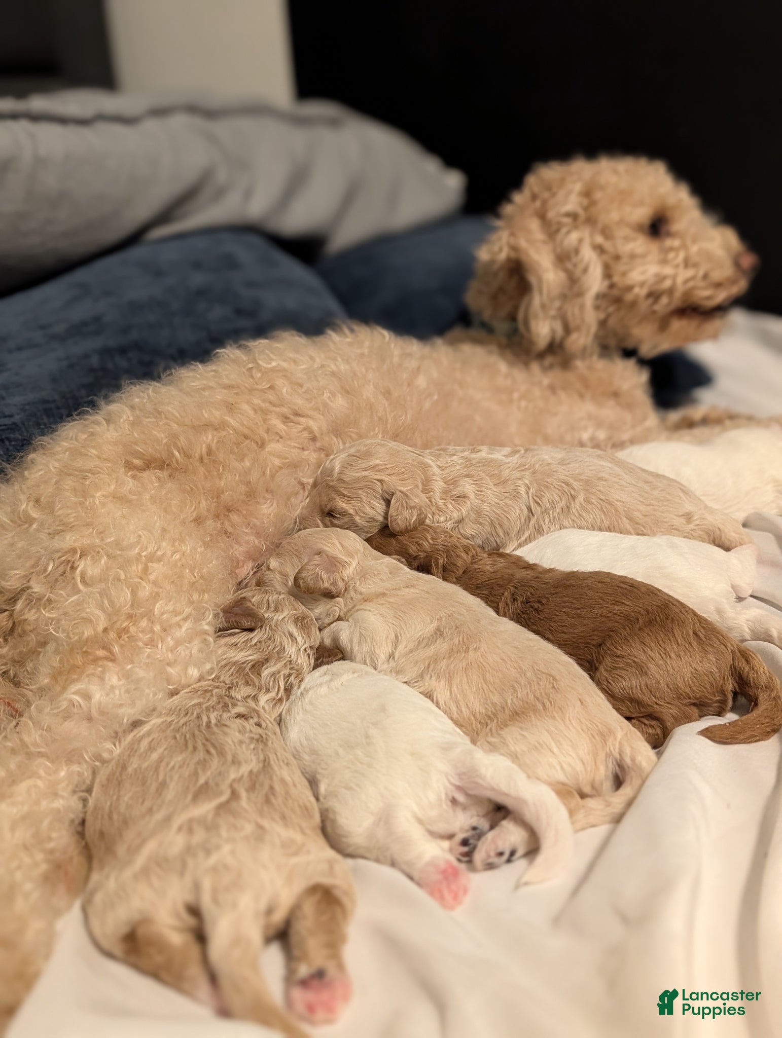 Bichpoo dogs Layla - Ad 2