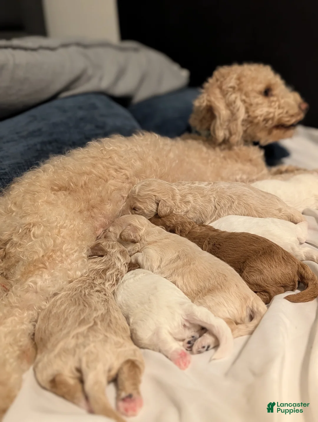 Bichpoo dogs for sale: Layla - Ad 2