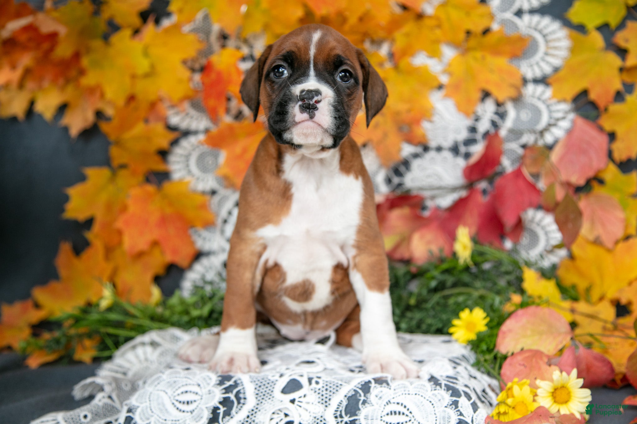 Boxer Puppies for sale in Ohio Lancaster Puppies
