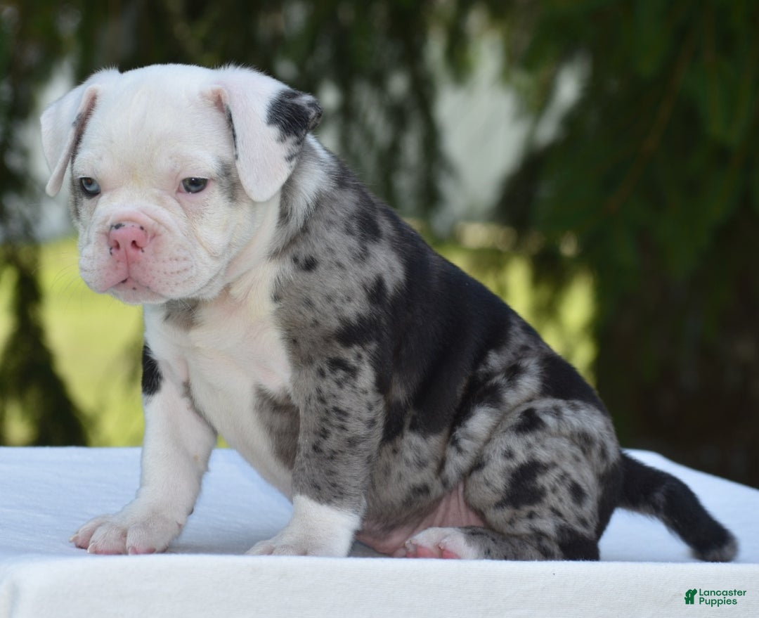 Mixed Breed dogs for sale: Prettia bully bulldog hybrid  - Ad 24