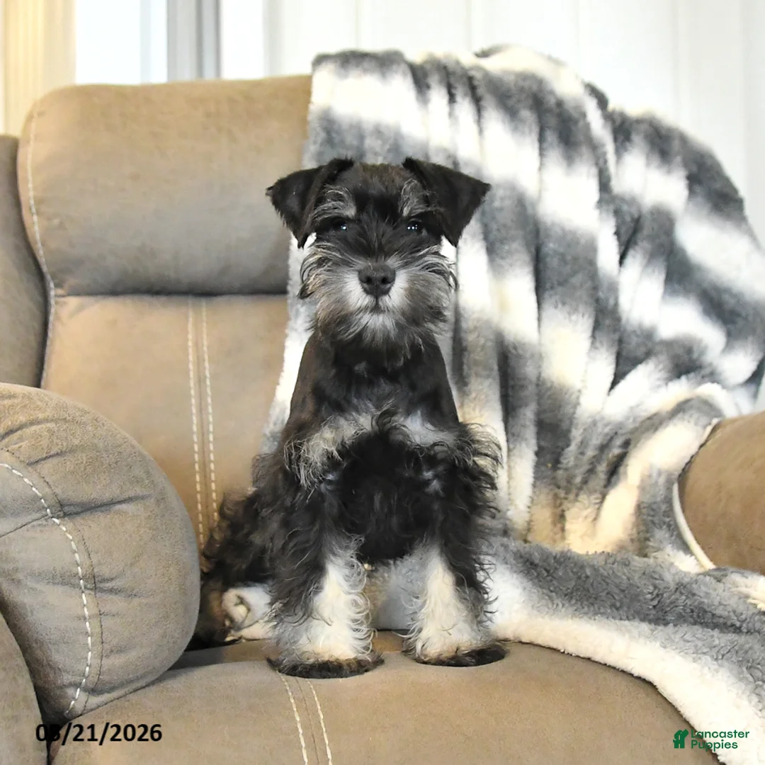 Miniature Schnauzer dogs for sale: Herbie - Ad 5