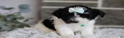 Maltipoo dogs for sale: Izzy - Ad 8