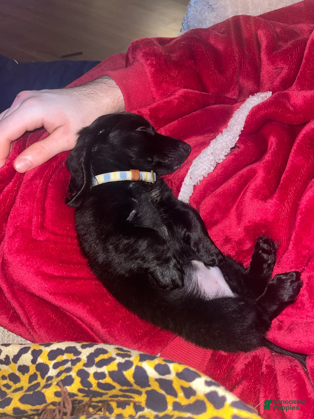 Miniature Dachshund dogs for sale: Miniature Dachshund Puppy 1 - Ad 2