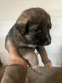 Mixed Breed Puppy 4