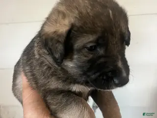 Mixed Breed dogs Mixed Breed Puppy 4 - Ad 11