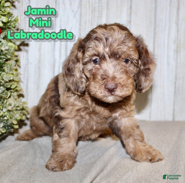 Mixed Breed dogs Jamin - Ad 16